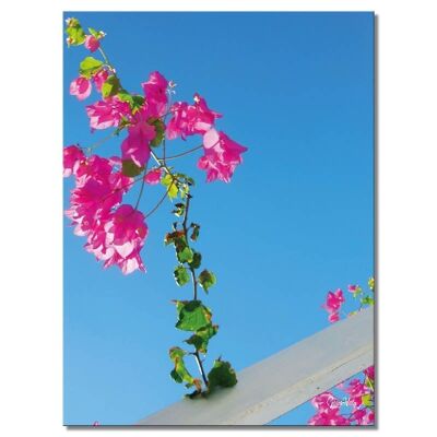 Mural: radiant bougainvillea - portrait format 3:4 - many sizes & materials - exclusive photo art motif as a canvas or acrylic glass picture for wall decoration