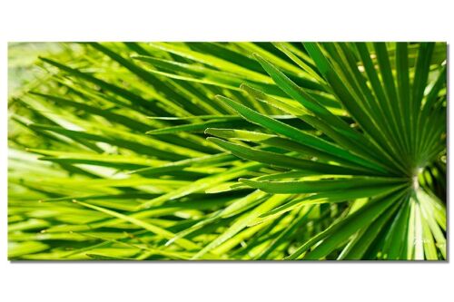 Wandbild: Blattwerk 3 - Querformat 2:1 - viele Größen & Materialien – Exklusives Fotokunst-Motiv als Leinwandbild oder Acrylglasbild zur Wand-Dekoration