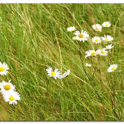 Mural: Marguerite meadow - landscape format 4:3 - many sizes & materials - exclusive photo art motif as a canvas picture or acrylic glass picture for wall decoration