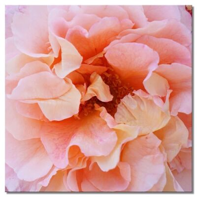 Carta da parati: fiore di rosa rosa sogno 4 - molte dimensioni - quadrato 1:1 - molte dimensioni e materiali - esclusivo motivo artistico fotografico come immagine su tela o immagine su vetro acrilico per la decorazione murale