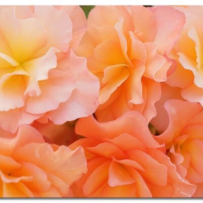 Quadro da parete: fiore di rosa rosa sogno 5 - molte dimensioni - formato orizzontale 4:3 - molte dimensioni e materiali - esclusivo motivo artistico fotografico come immagine su tela o immagine su vetro acrilico per la decorazione murale