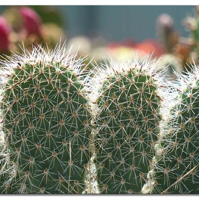 Mural: Cactus world 5 ear cactus - many sizes - landscape format 4:3 - many sizes & materials - exclusive photo art motif as a canvas or acrylic glass picture for wall decoration