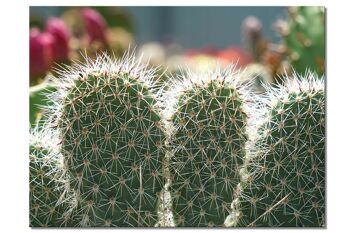 Papier peint : Monde de cactus cactus à 5 oreilles - plusieurs tailles - format paysage 4:3 - plusieurs tailles et matériaux - motif d'art photo exclusif sous forme de toile ou d'image en verre acrylique pour la décoration murale 1
