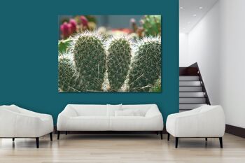 Papier peint : Monde de cactus cactus à 5 oreilles - plusieurs tailles - format paysage 4:3 - plusieurs tailles et matériaux - motif d'art photo exclusif sous forme de toile ou d'image en verre acrylique pour la décoration murale 3