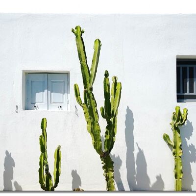 Murale: cactus davanti a un muro bianco - molte dimensioni - formato orizzontale 4:3 - molte dimensioni e materiali - esclusivo motivo artistico fotografico come immagine su tela o immagine su vetro acrilico per la decorazione murale