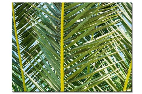 Wandbild: Palmenfächer 2 - viele Größen - Querformat 4:3 - viele Größen & Materialien – Exklusives Fotokunst-Motiv als Leinwandbild oder Acrylglasbild zur Wand-Dekoration