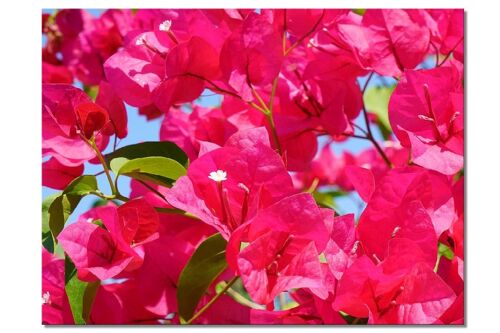 Wandbild: Pinke Bougainvillea-Blüte - viele Größen - Querformat 4:3 - viele Größen & Materialien – Exklusives Fotokunst-Motiv als Leinwandbild oder Acrylglasbild zur Wand-Dekoration