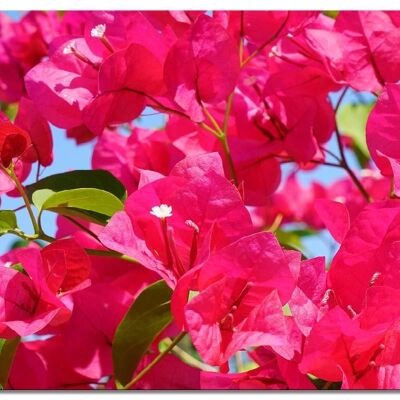 Mural: pink bougainvillea blossom - many sizes - landscape format 4:3 - many sizes & materials - exclusive photo art motif as a canvas or acrylic glass picture for wall decoration