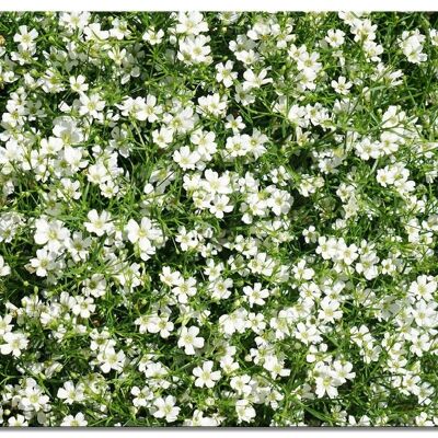 Mural: White blossom meadow - many sizes - landscape format 4:3 - many sizes & materials - exclusive photo art motif as a canvas picture or acrylic glass picture for wall decoration