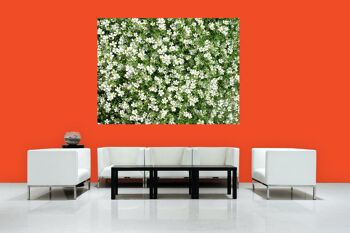 Papier peint : Prairie de fleurs blanches - plusieurs tailles - format paysage 4:3 - plusieurs tailles et matériaux - motif d'art photo exclusif comme image sur toile ou image sur verre acrylique pour la décoration murale 4