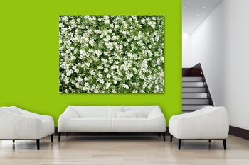 Papier peint : Prairie de fleurs blanches - plusieurs tailles - format paysage 4:3 - plusieurs tailles et matériaux - motif d'art photo exclusif comme image sur toile ou image sur verre acrylique pour la décoration murale 3