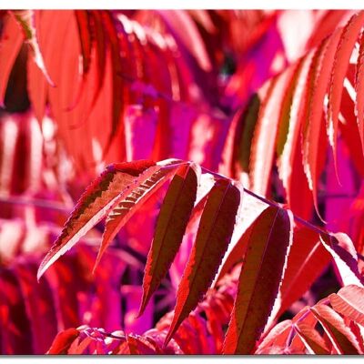 Murale: foglie autunnali colorate 4 - molte dimensioni - formato orizzontale 4:3 - molte dimensioni e materiali - esclusivo motivo artistico fotografico come tela o immagine in vetro acrilico per la decorazione murale