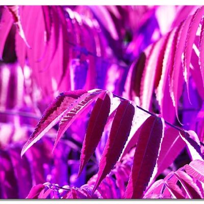 Murale: foglie autunnali colorate 5 - molte dimensioni - formato orizzontale 4:3 - molte dimensioni e materiali - esclusivo motivo artistico fotografico come immagine su tela o immagine su vetro acrilico per la decorazione murale