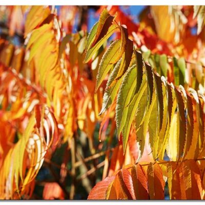 Mural: coloridas hojas de otoño 7 - muchos tamaños - formato apaisado 4:3 - muchos tamaños y materiales - motivo exclusivo de arte fotográfico como lienzo o imagen de vidrio acrílico para decoración de paredes