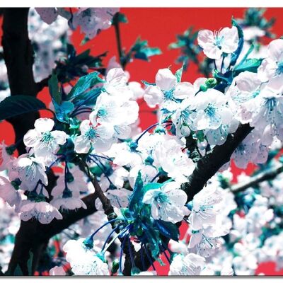 Mural: flor de cerezo al estilo japonés 1 - muchos tamaños - formato apaisado 4:3 - muchos tamaños y materiales - motivo exclusivo de arte fotográfico como lienzo o imagen de vidrio acrílico para la decoración de paredes