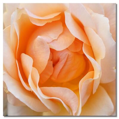 Carta da parati: fiore di rosa rosa sogno 2 - molte dimensioni - quadrato 1:1 - molte dimensioni e materiali - esclusivo motivo artistico fotografico come tela o immagine in vetro acrilico per la decorazione murale