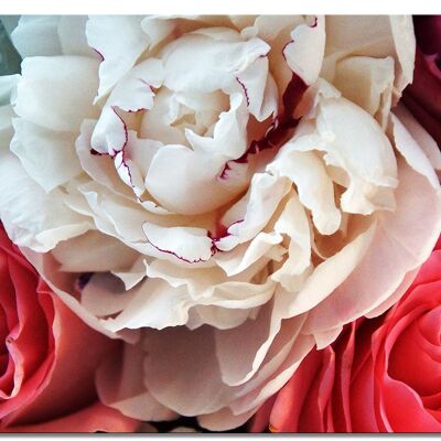 Mural: delicate rose love - many sizes - square 1:1 - many sizes & materials - exclusive photo art motif as a canvas picture or acrylic glass picture for wall decoration