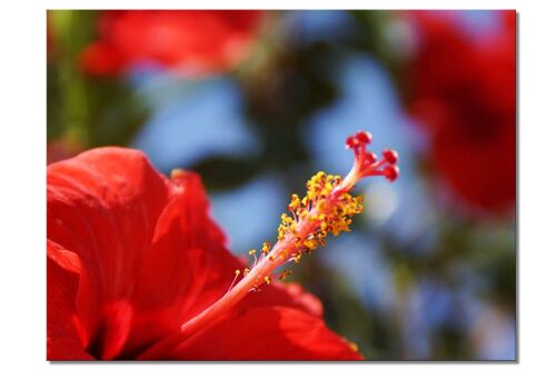 Wandbild: Kreta roter Hibiskus - Querformat 4:3 - viele Größen & Materialien – Exklusives Fotokunst-Motiv als Leinwandbild oder Acrylglasbild zur Wand-Dekoration