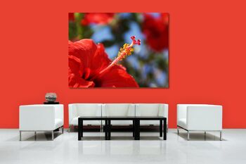 Papier peint : Hibiscus rouge de Crète - format paysage 4:3 - nombreuses tailles et matériaux - motif d'art photo exclusif comme image sur toile ou image sur verre acrylique pour la décoration murale 2