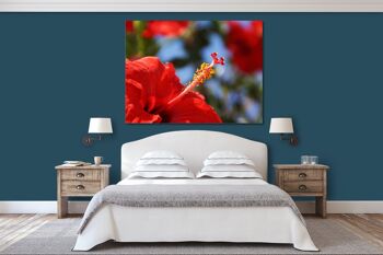 Papier peint : Hibiscus rouge de Crète - format paysage 4:3 - nombreuses tailles et matériaux - motif d'art photo exclusif comme image sur toile ou image sur verre acrylique pour la décoration murale 4