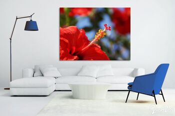 Papier peint : Hibiscus rouge de Crète - format paysage 4:3 - nombreuses tailles et matériaux - motif d'art photo exclusif comme image sur toile ou image sur verre acrylique pour la décoration murale 5