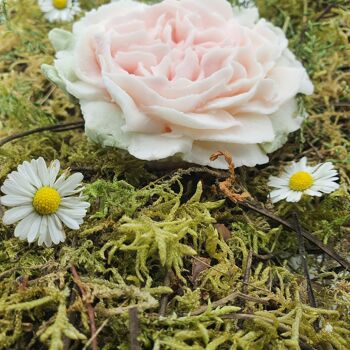 Fondant ou Bougie rose Anglaise 2