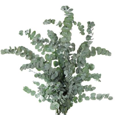 Eucalyptus Cinerea stabilizzato 40-80 cm Verde