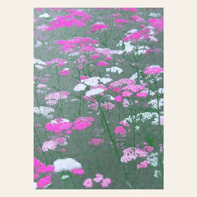 Carte postale prairie fleurie rose