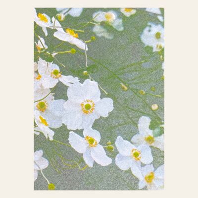 Risography postcard – White Anemones – DIN A6