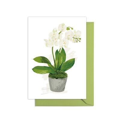 Phalaenopsis Orchidee Züchten Sie Ihre eigene Topfpflanzenkarte