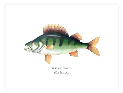 Affiche de poisson la perche, peinte à l'acrylique