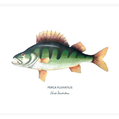 Perch fish poster, painted in acrylic