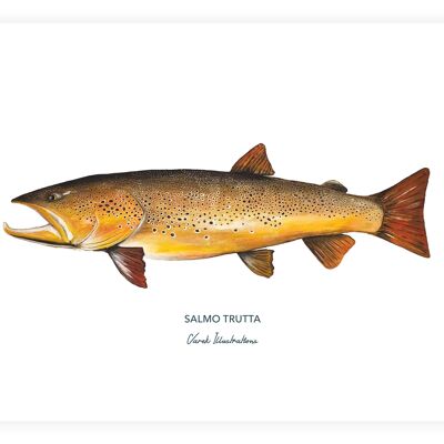 Poster of brown trout fish, painted in acrylic