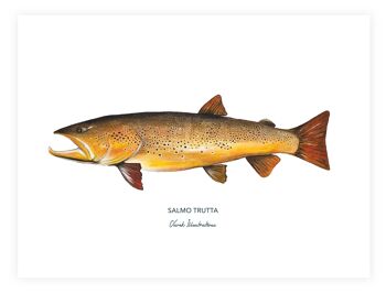 Affiche de poisson la truite fario, peinte à l'acrylique 1