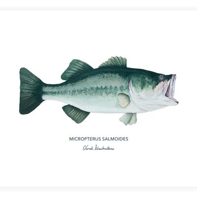 Affiche de poisson le black bass, peint à l'acrylique