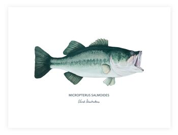Affiche de poisson le black bass, peint à l'acrylique 1