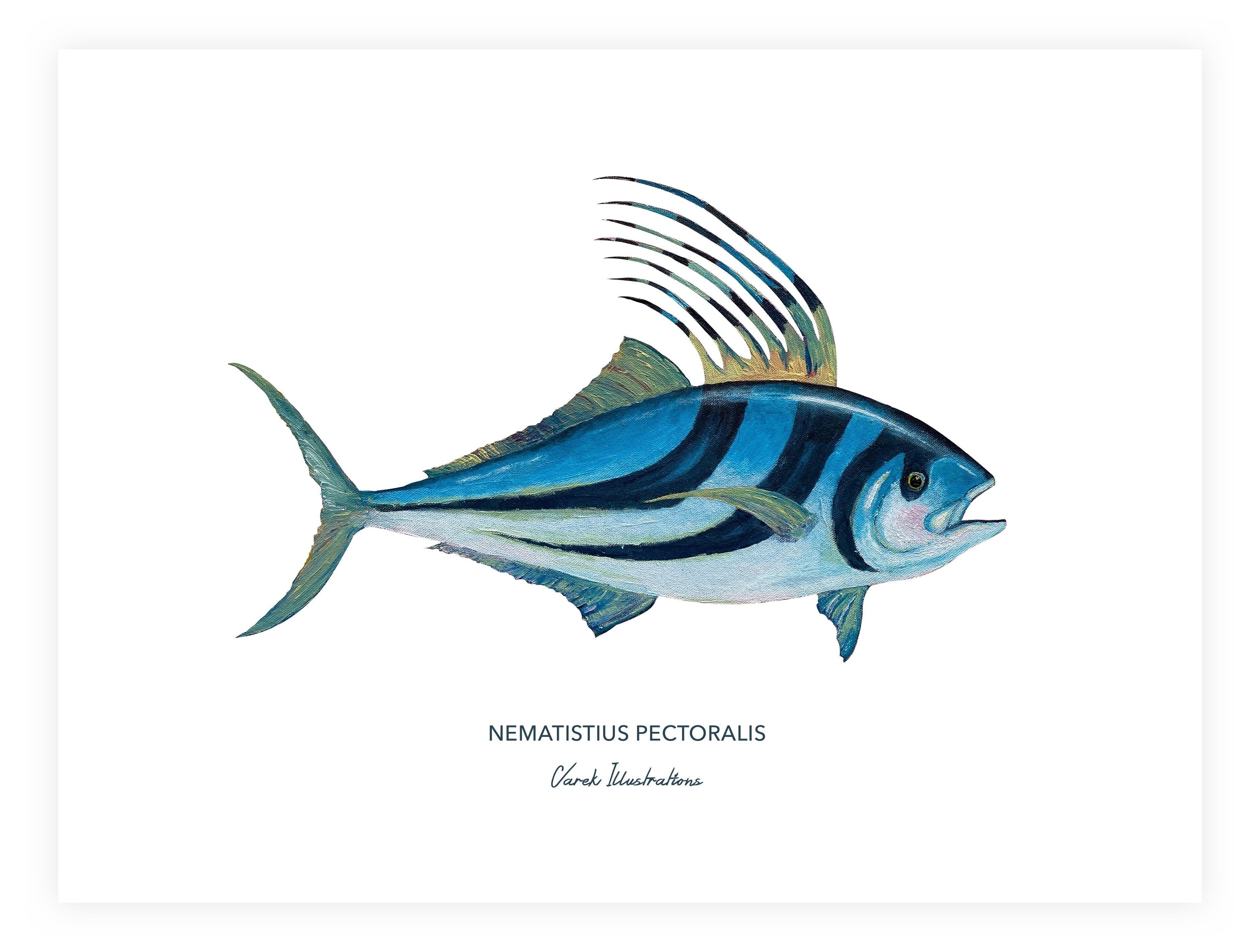 Poster of exotic fish, rooster fish painted in acrylic