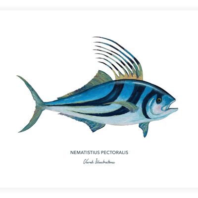 Poster mit exotischen Fischen, Hahnenfischen in Acryl gemalt