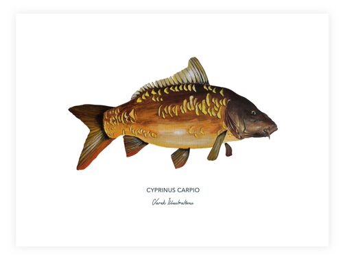 Affiche de poisson, la carpe peinte à l'acrylique