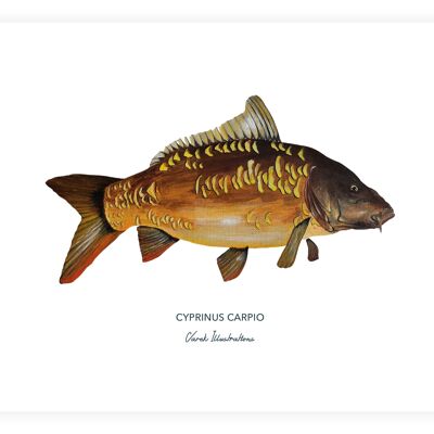 Poster di pesci, carpe dipinte in acrilico