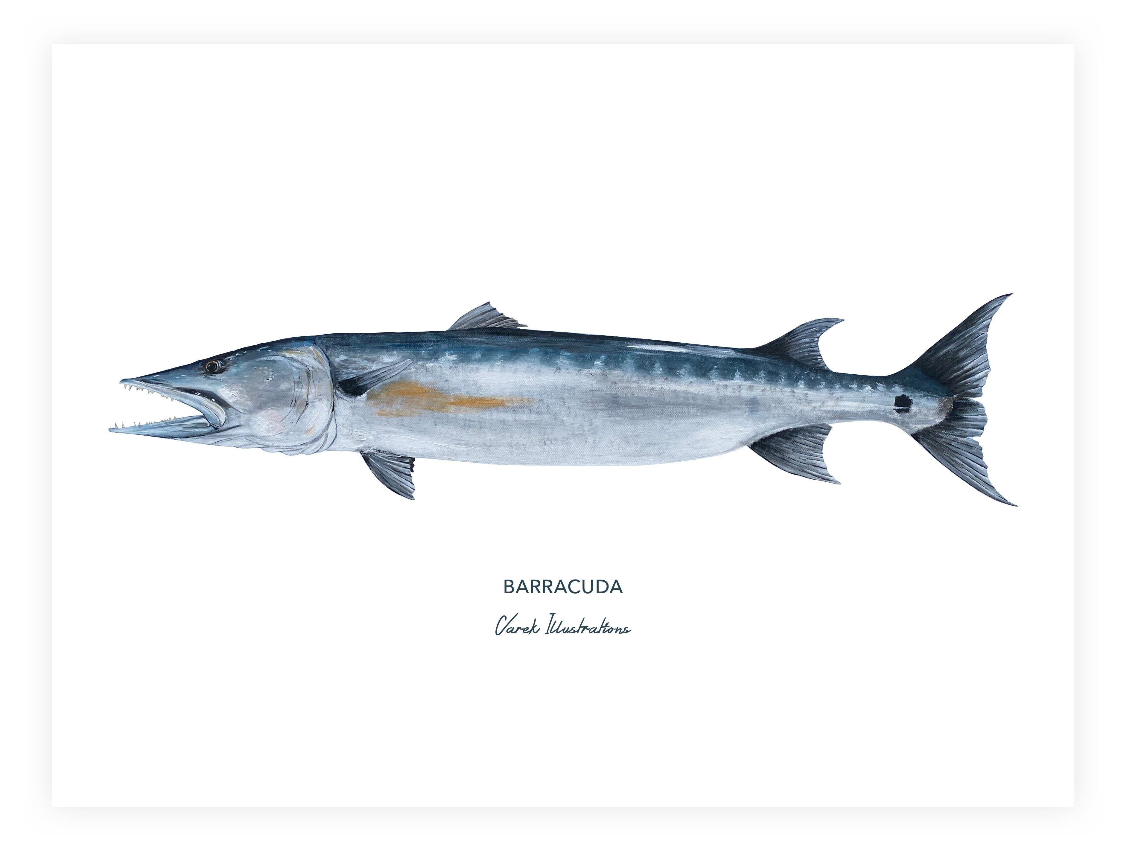 Poster of exotic fish the Barracuda painted in acrylic