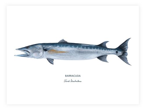 Affiche de poisson exotique le Barracuda peint à l'acrylique