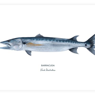 Affiche de poisson exotique le Barracuda peint à l'acrylique
