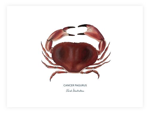 Affiche de crabe le Tourteau peint à l'acrylique