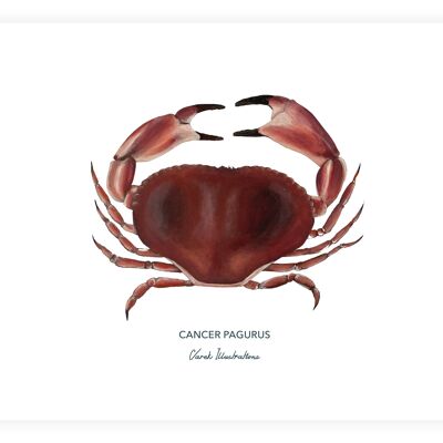 Affiche de crabe le Tourteau peint à l'acrylique