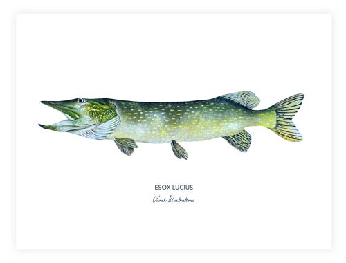 Affiche de poisson le brochet peint à l'acrylique