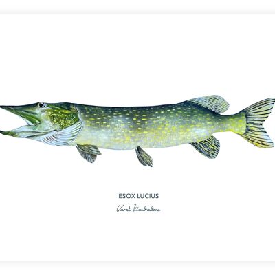Affiche de poisson le brochet peint à l'acrylique
