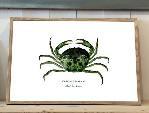 Affiche de Crabe Vert peint à l'acrylique