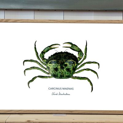 Poster mit einer grünen Krabbe in Acryl gemalt