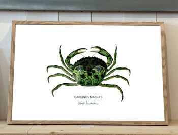 Affiche de Crabe Vert peint à l'acrylique 1